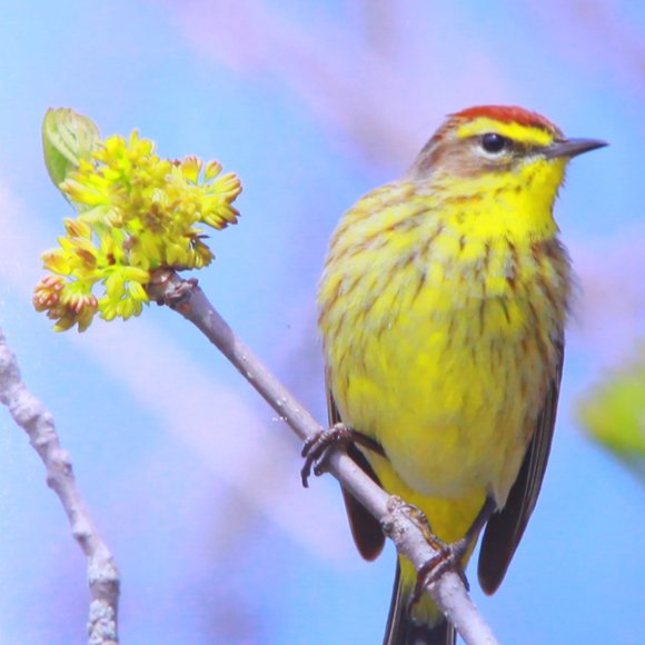 Beautiful Bird Set of a Palm Warbler & Chestnut Sided Warbler - Picture 6 of 7